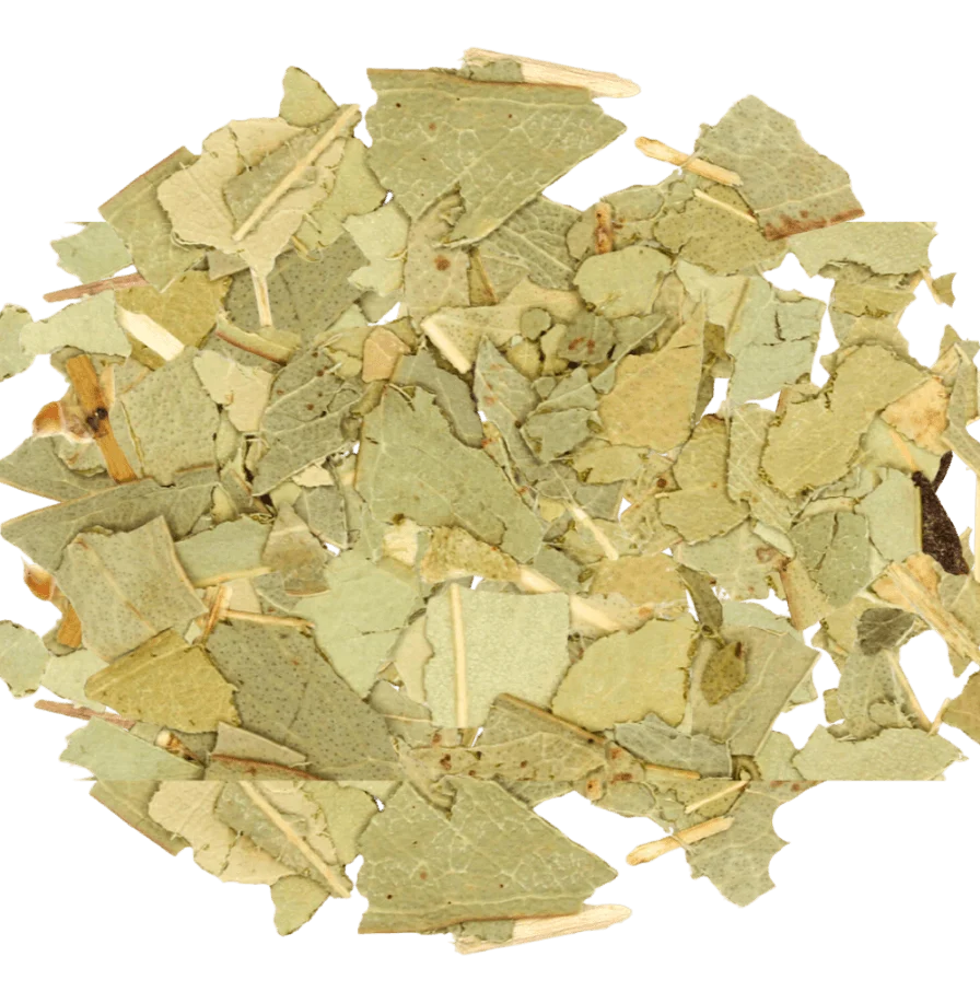 Eucalyptus leaves